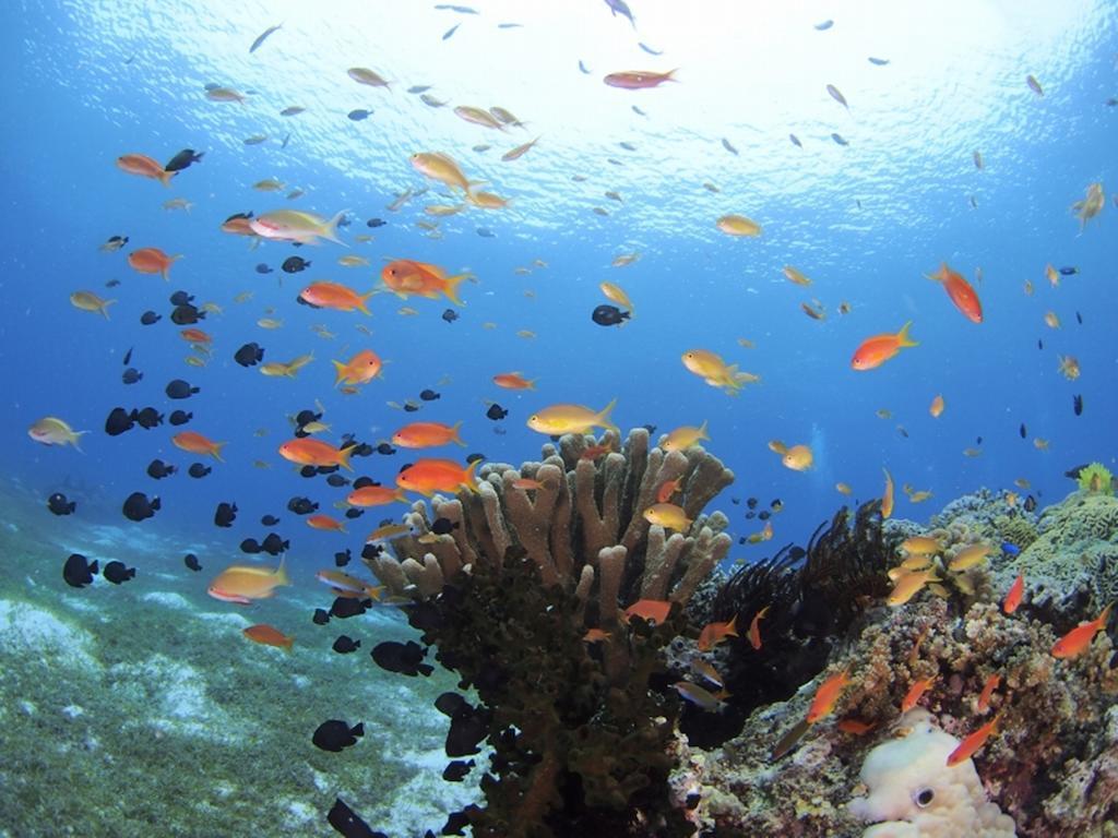 Oceanica Resort Panglao, Bohol Εξωτερικό φωτογραφία Coral reef