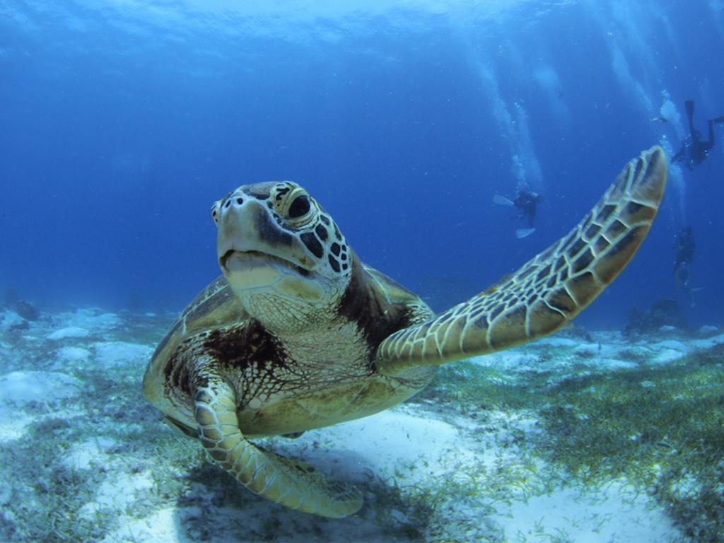 Oceanica Resort Panglao, Bohol Εξωτερικό φωτογραφία Green sea turtle